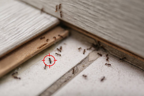 Insect Control in Port Oconnor, TX