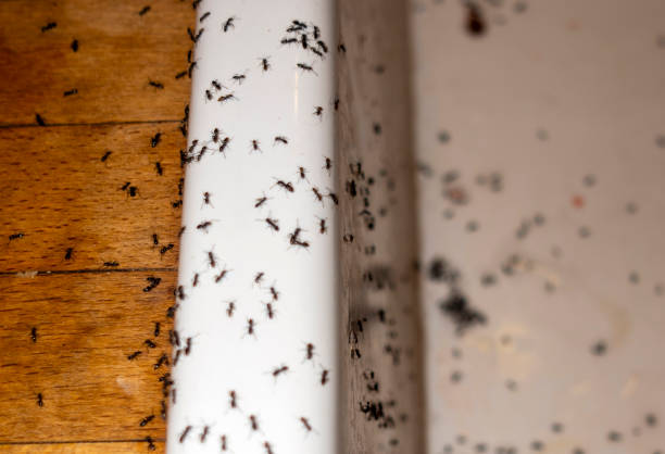 Trusted Port Oconnor, TX Pest Control Experts