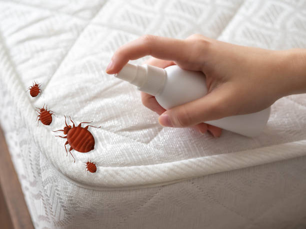 Best Spider Control Near Me  in Port Oconnor, TX