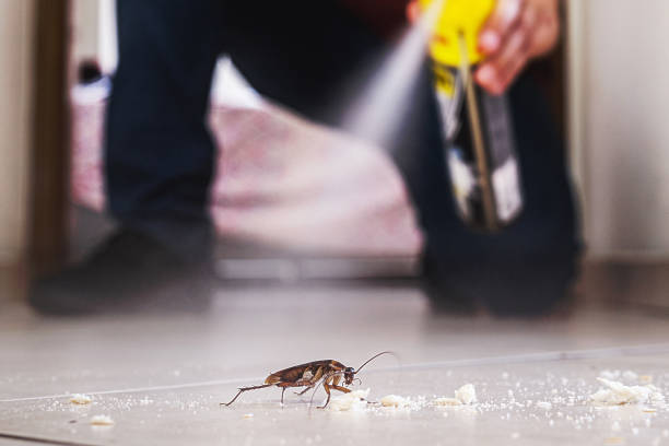 Spider Control Near Me in Port Oconnor, TX