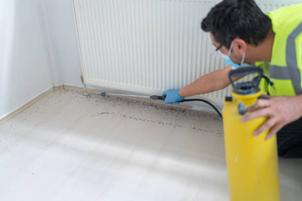 Wasp Removal Services in Port Oconnor, TX